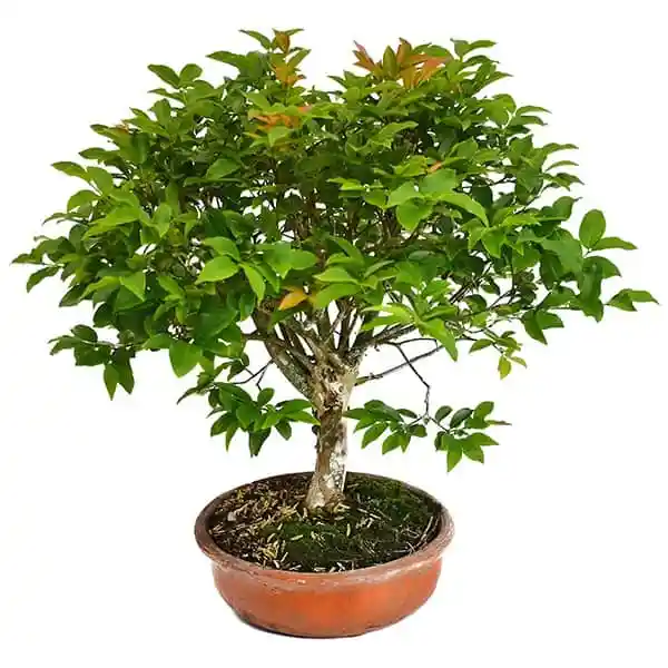 Bonsai De Jabuticaba - Especie Brasileña Frutal