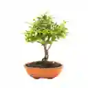 Bonsai De Jabuticaba - Especie Brasileña Frutal