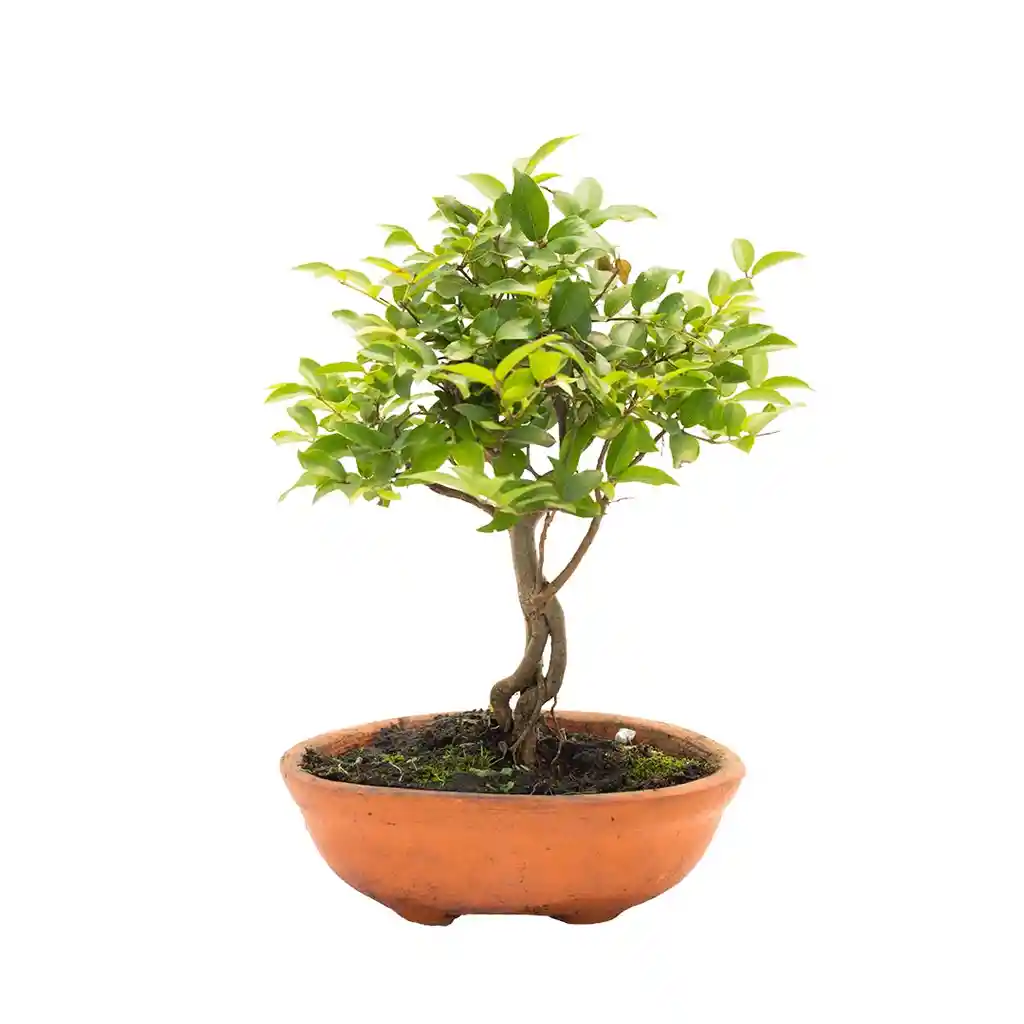 Bonsai De Jabuticaba - Especie Brasileña Frutal