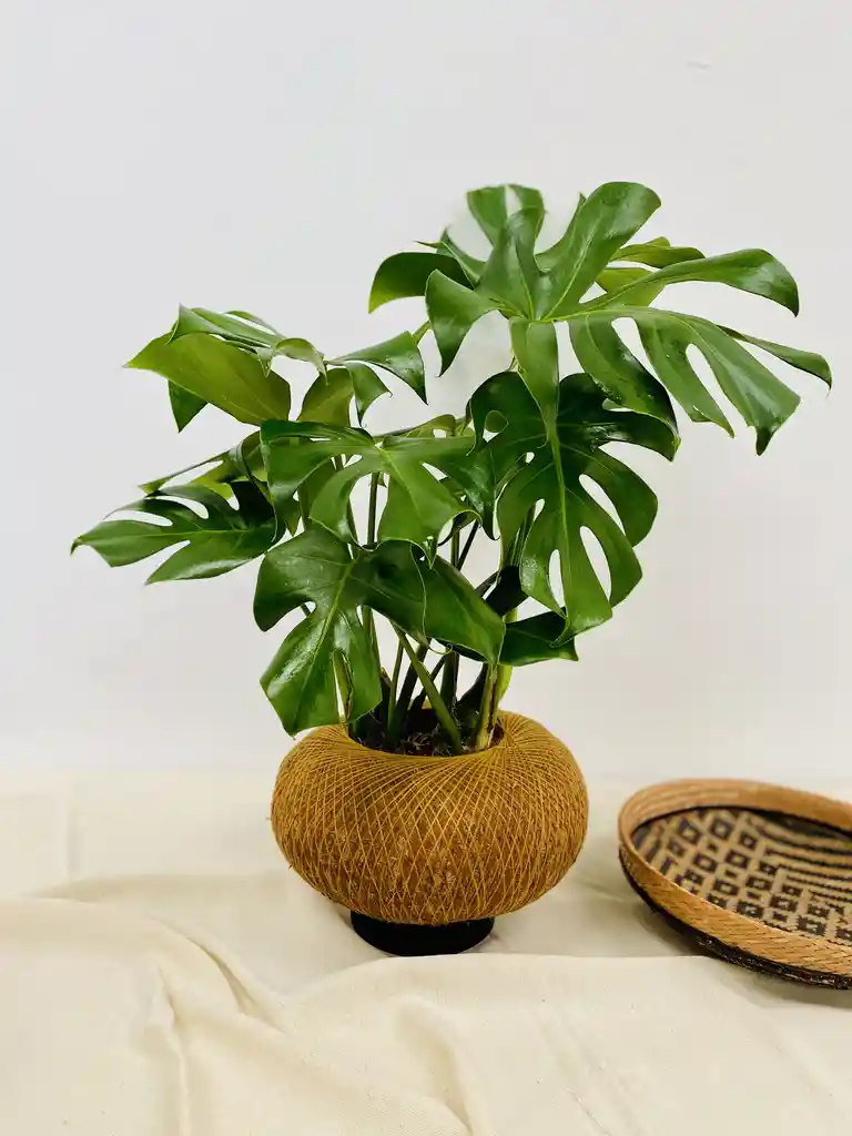 Kokedama Monstera