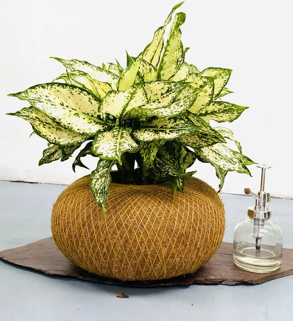 Kokedama Osaka