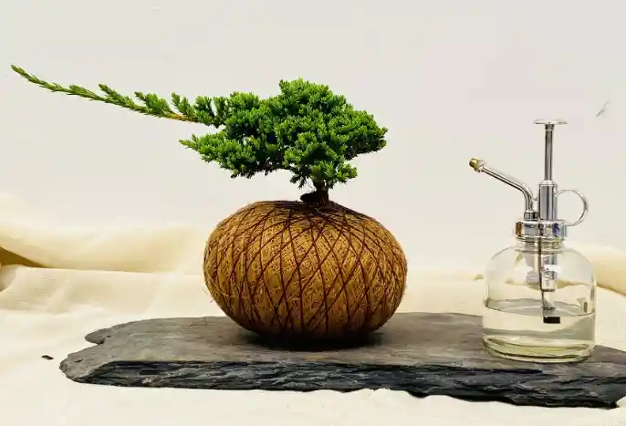 Kokedama Pino Zen