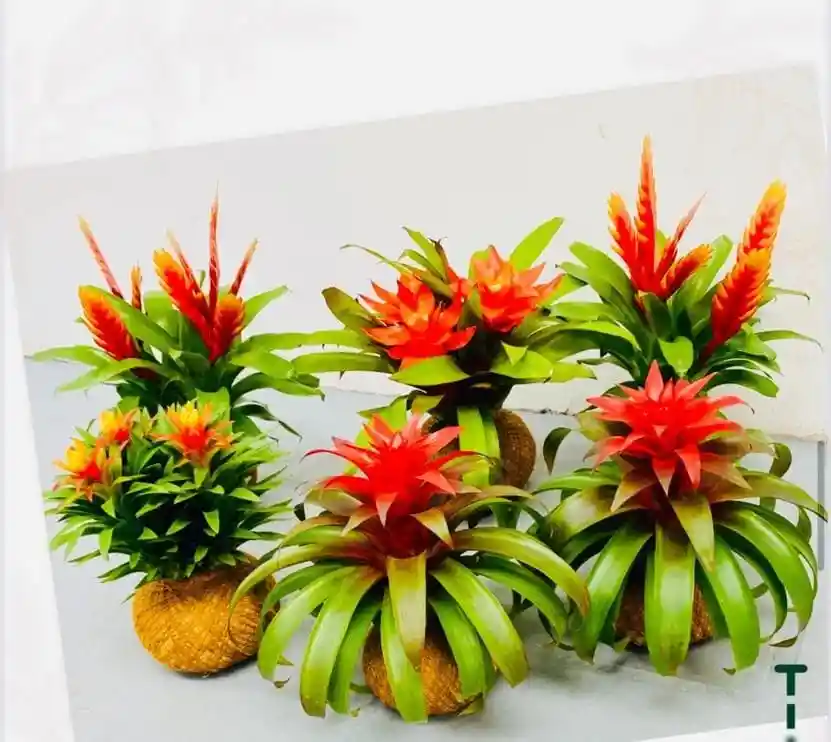 Kokedama Bromelia