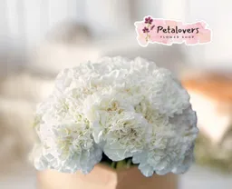 Flores Bouquet De Claveles Blancos