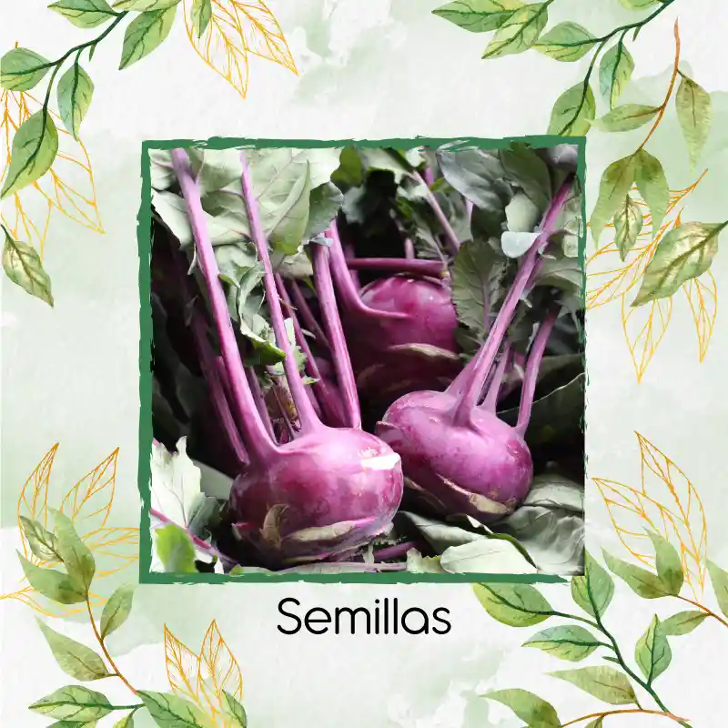 210 Semillas Orgánicas De Kohlrabi Rojo