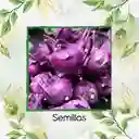 1.680 Semillas Orgánicas De Kohlrabi Rojo