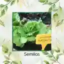 50 Semillas Orgánicas De Lechuga Batavia