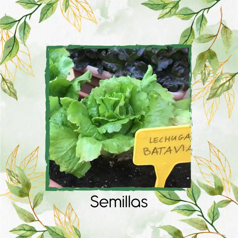 50 Semillas Orgánicas De Lechuga Batavia