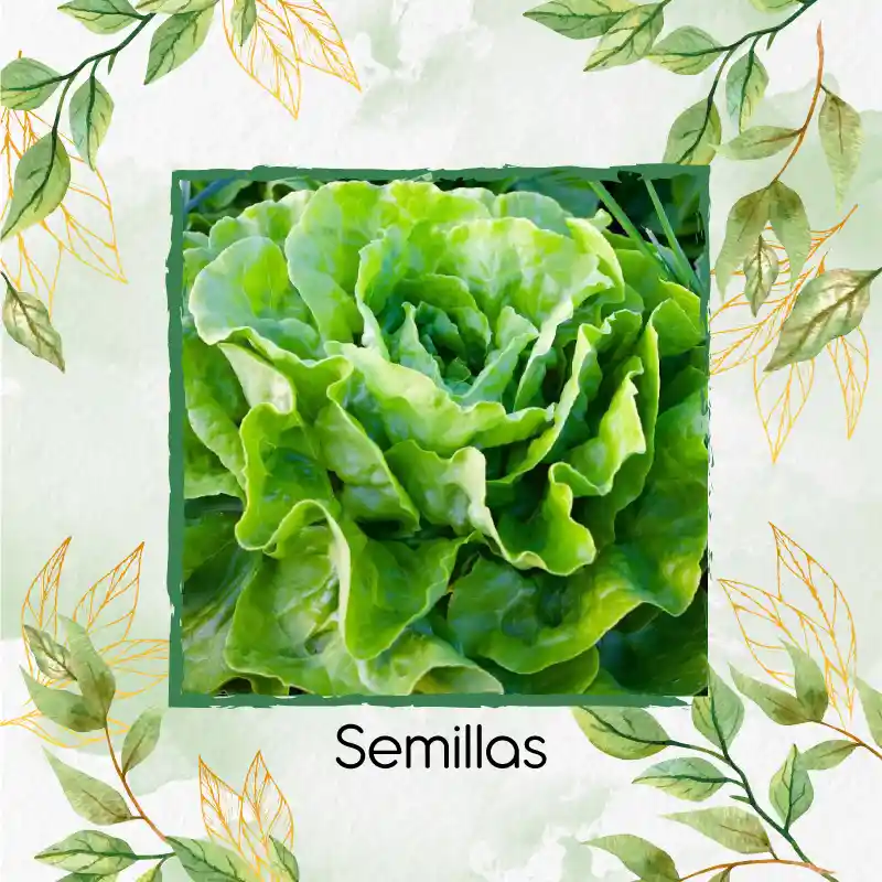 1.400 Semillas Orgánicas De Lechuga Lisa