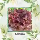 50 Semillas Orgánicas De Lechuga Morada