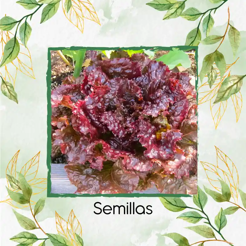 50 Semillas Orgánicas De Lechuga Morada