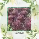 50 Semillas Orgánicas De Lechuga Morada