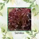 50 Semillas Orgánicas De Lechuga Morada