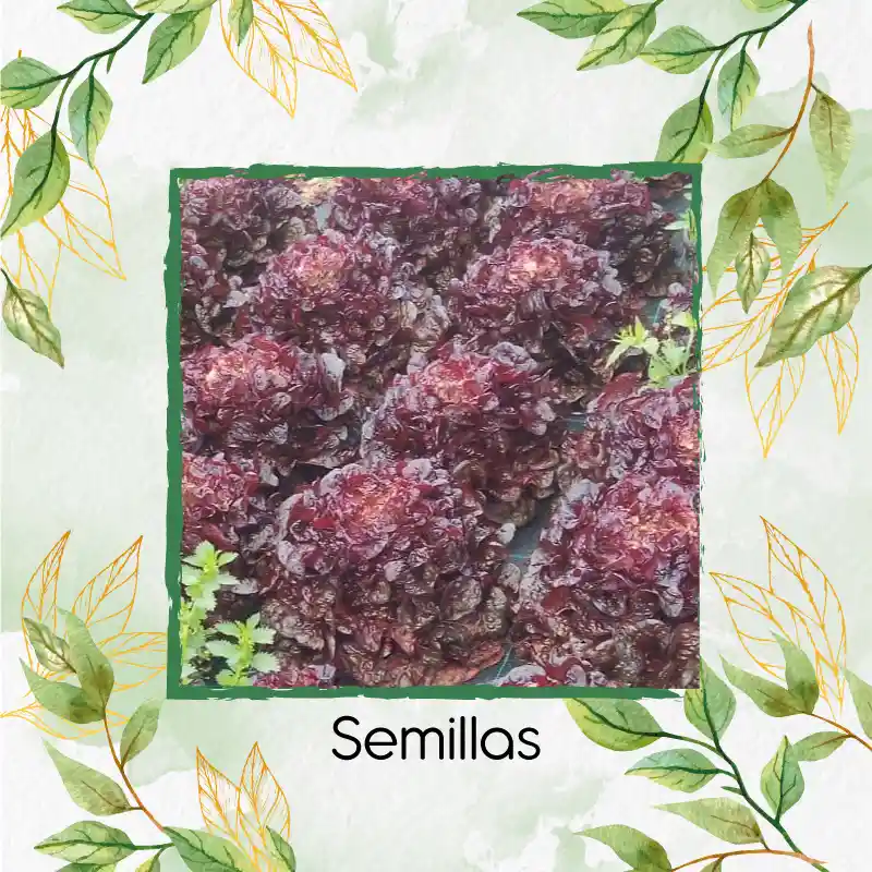 100 Semillas Orgánicas De Lechuga Morada