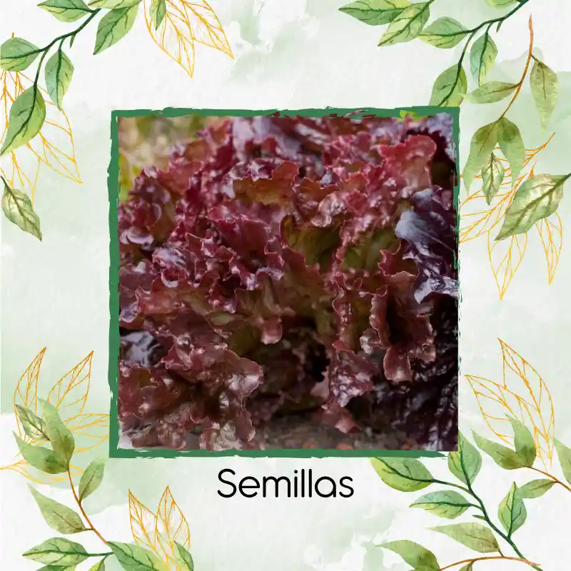 400 Semillas Orgánicas De Lechuga Morada