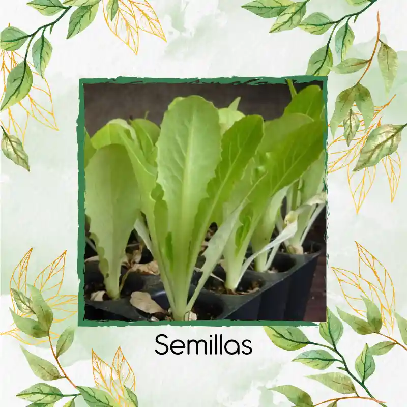 113 Semillas Orgánicas De Lechuga Romana