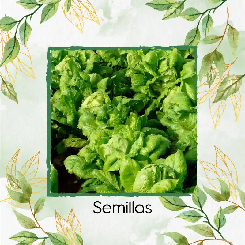 225 Semillas Orgánicas De Lechuga Romana