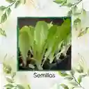 225 Semillas Orgánicas De Lechuga Romana