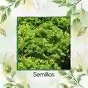 50 Semillas Orgánicas Lechuga Crespa