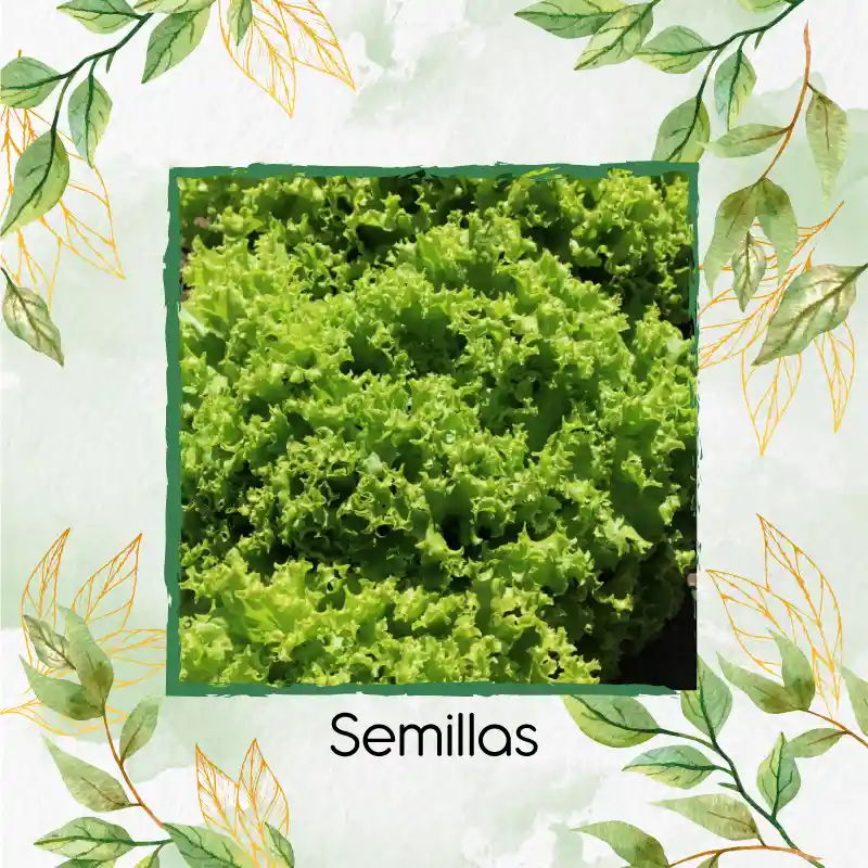 50 Semillas Orgánicas Lechuga Crespa