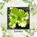 50 Semillas Orgánicas Lechuga Crespa