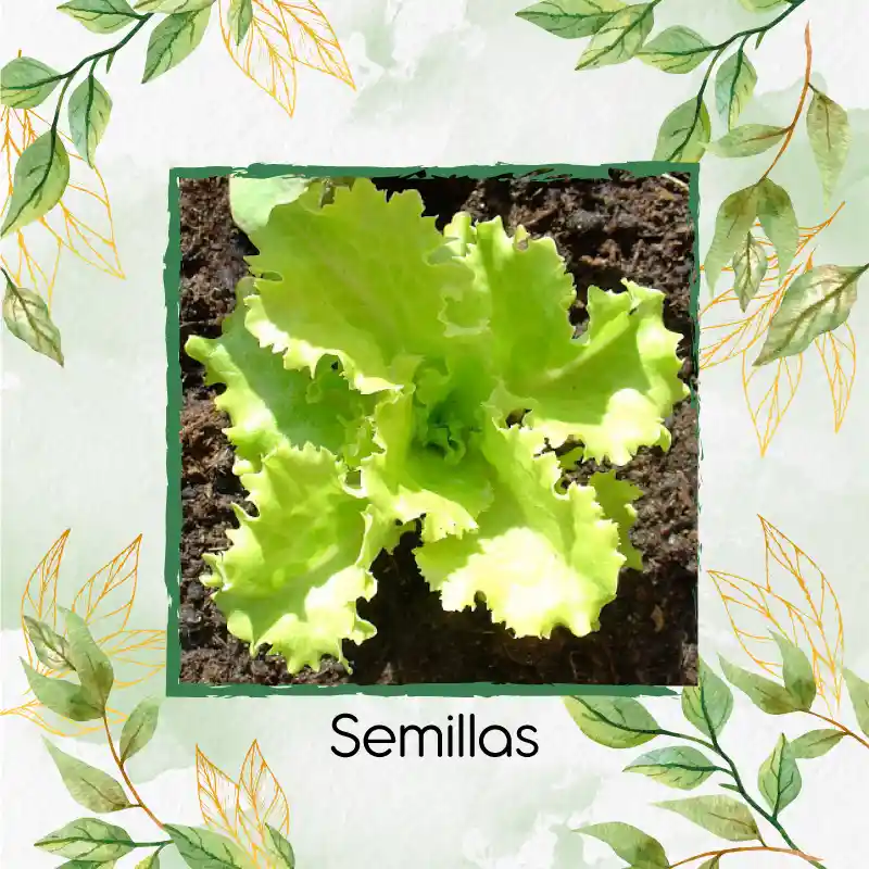 50 Semillas Orgánicas Lechuga Crespa