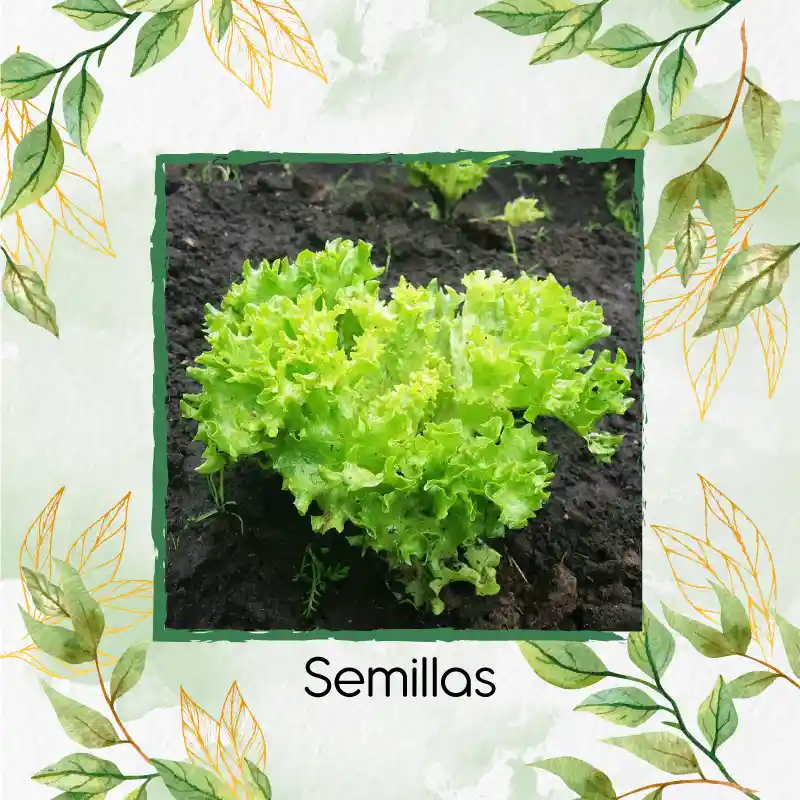 200 Semillas Orgánicas De Lechuga Crespa