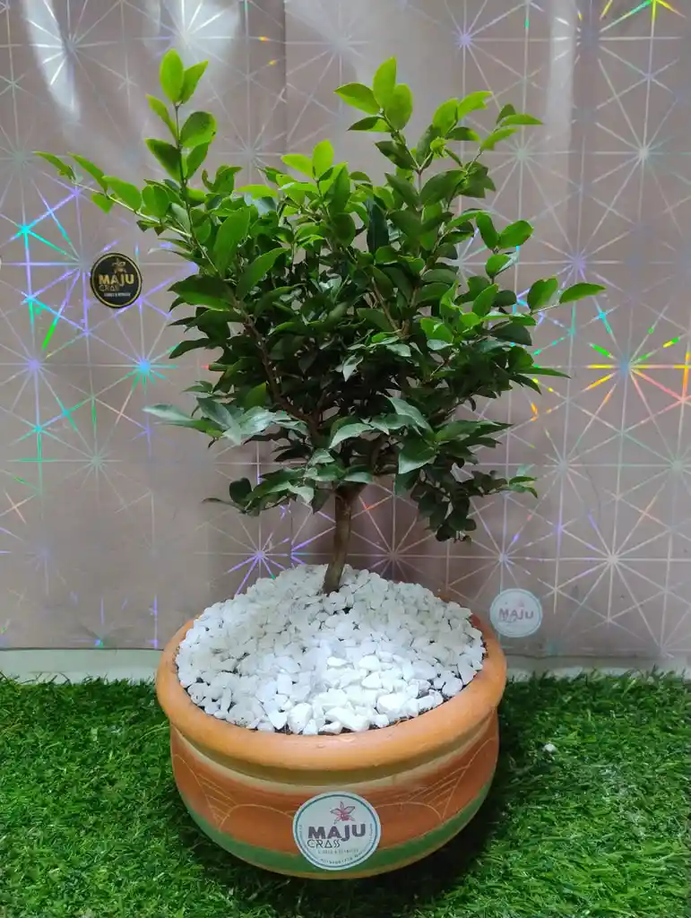 Planta Bonsai Med Guayabito
