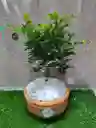 Planta Bonsai Med Guayabito