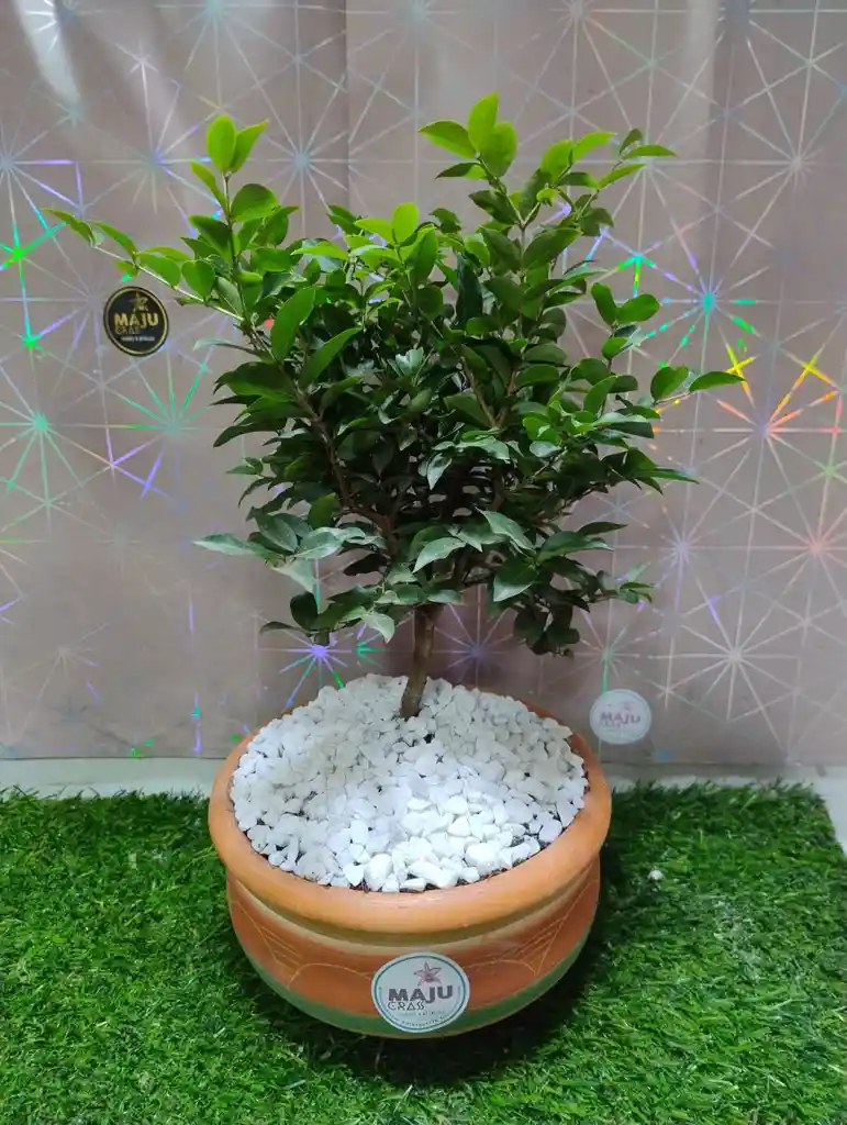Planta Bonsai Med Guayabito