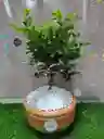 Planta Bonsai Med Guayabito