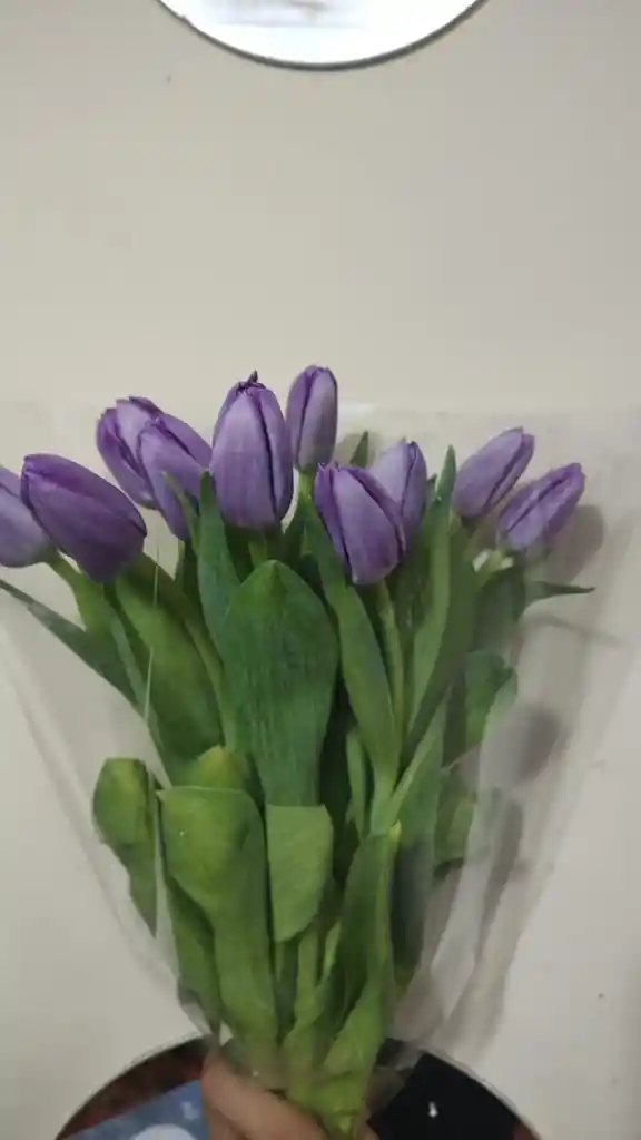 Tulipanes