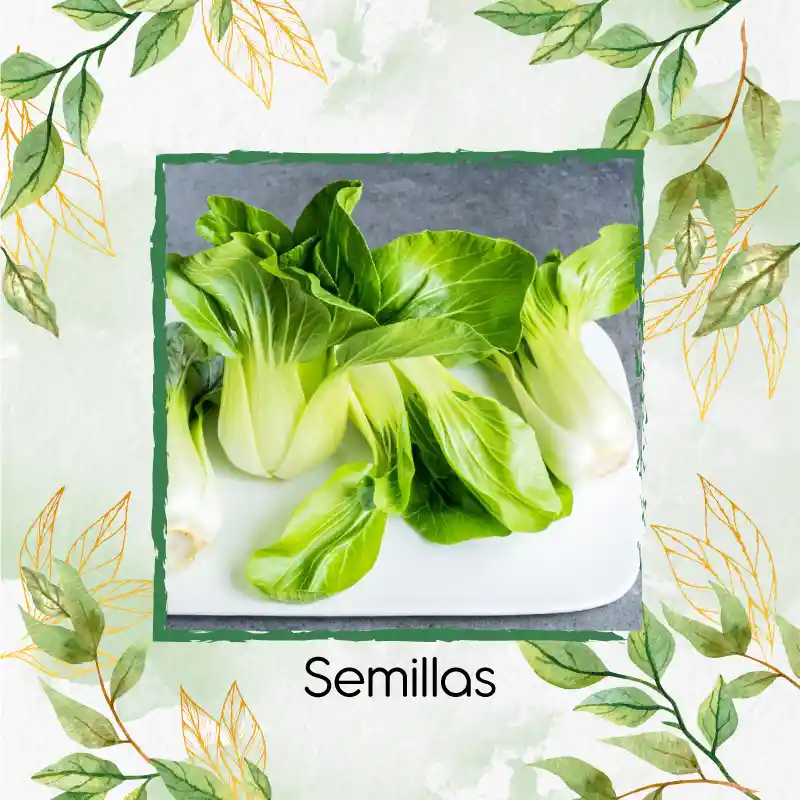 250 Semillas Orgánicas De Pak Choi