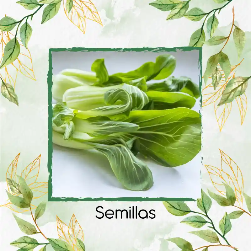 500 Semillas Orgánicas De Pak Choi