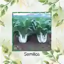 500 Semillas Orgánicas De Pak Choi