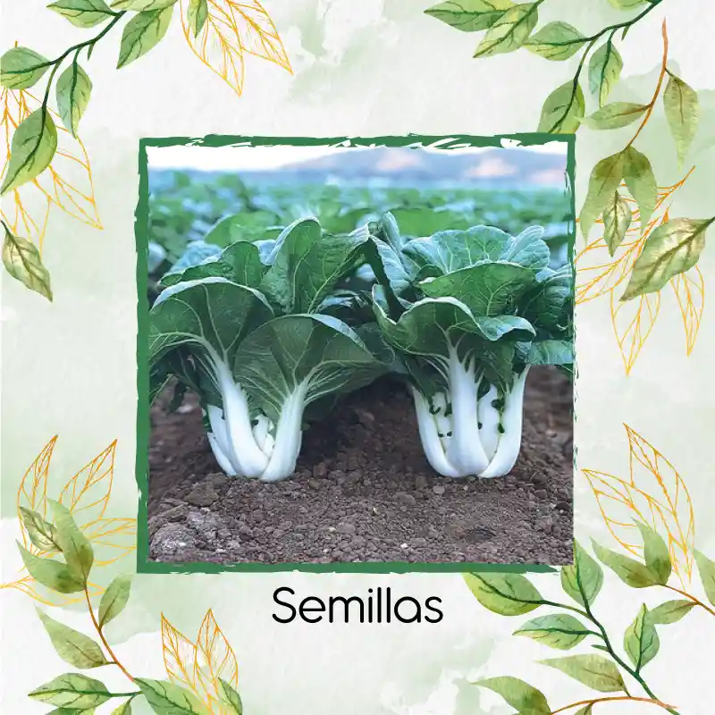 10.000 Semillas Orgánicas De Pak Choi