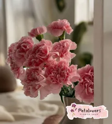 Flores Ramo Dia De La Madre De Claveles Rosado Claro