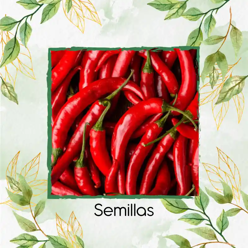 13 Semillas Orgánicas De Pimentón Peperoncino Italiano