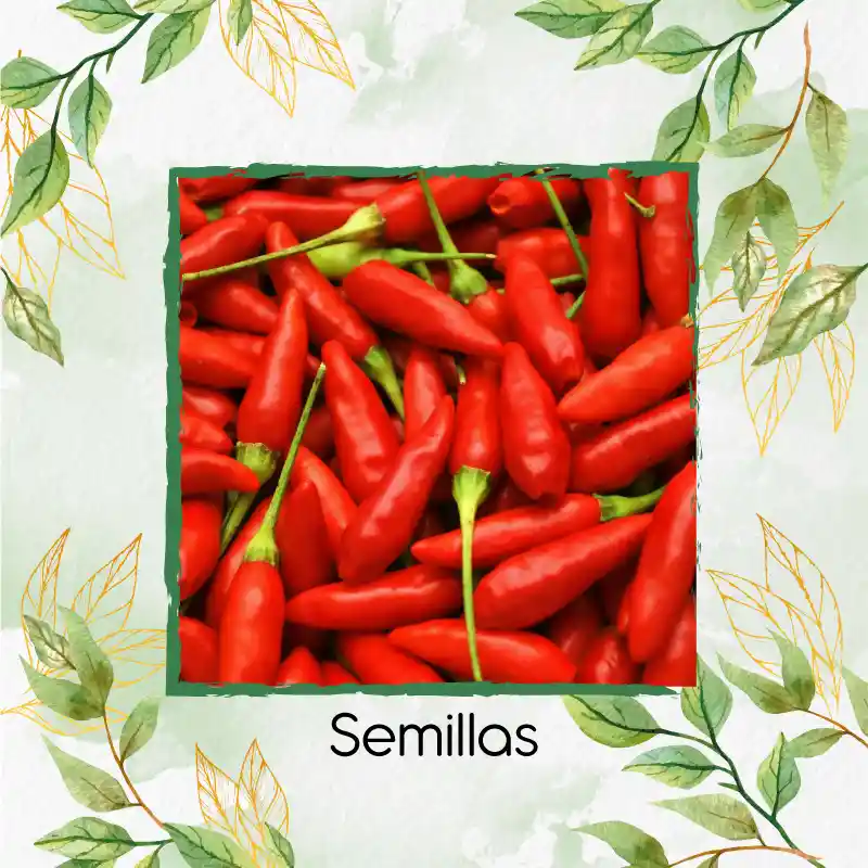 13 Semillas Orgánicas De Pimentón Peperoncino Italiano