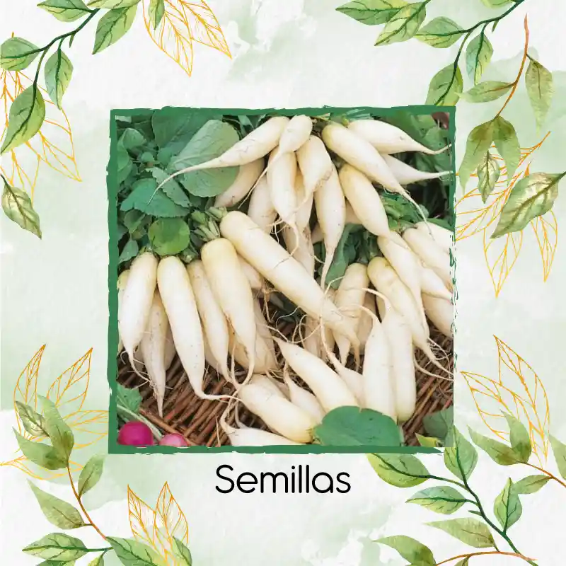 113 Semillas Orgánicas De Rábano Blanco Daikon