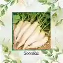 113 Semillas Orgánicas De Rábano Blanco Daikon