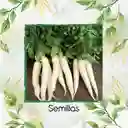 450 Semillas Orgánicas De Rábano Blanco Daikon