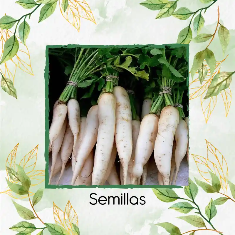 450 Semillas Orgánicas De Rábano Blanco Daikon