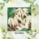 450 Semillas Orgánicas De Rábano Blanco Daikon