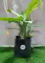 Planta Dolar Mediana