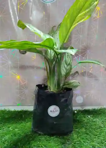 Planta Dolar Mediana