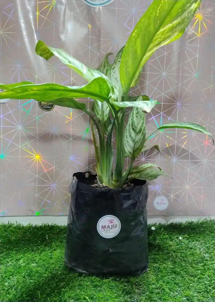 Planta Dolar Mediana