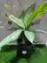 Planta Dolar Mediana