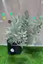 Planta Lavanda