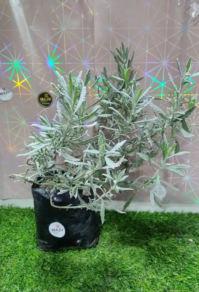 Planta Lavanda